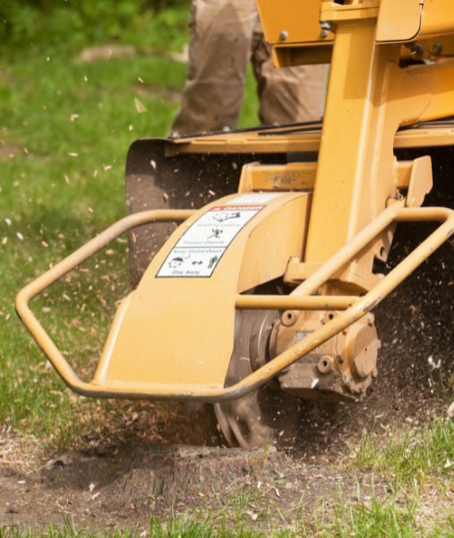 This is a photo of stump grinding being carried out in Rochester. All works are being undertaken by Rochester Tree Surgeons