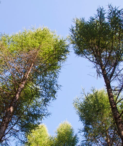 This is a photo of over grown trees needing crown reduction in Rochester.