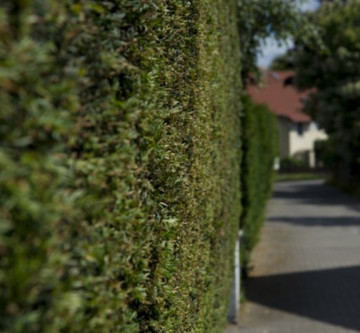 This is a photo of a hedge that has just been cut in Rochester. All works are being undertaken by Rochester Tree Surgeons