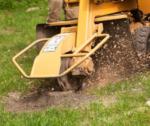 This is a photo of stump grinding being carried out in Rochester. All works are being undertaken by Rochester Tree Surgeons