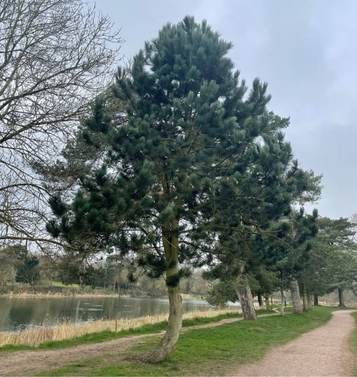 This is a photo of a Tree in Rochester that has recently had crown reduction carried out. Works were undertaken by Rochester Tree Surgeons